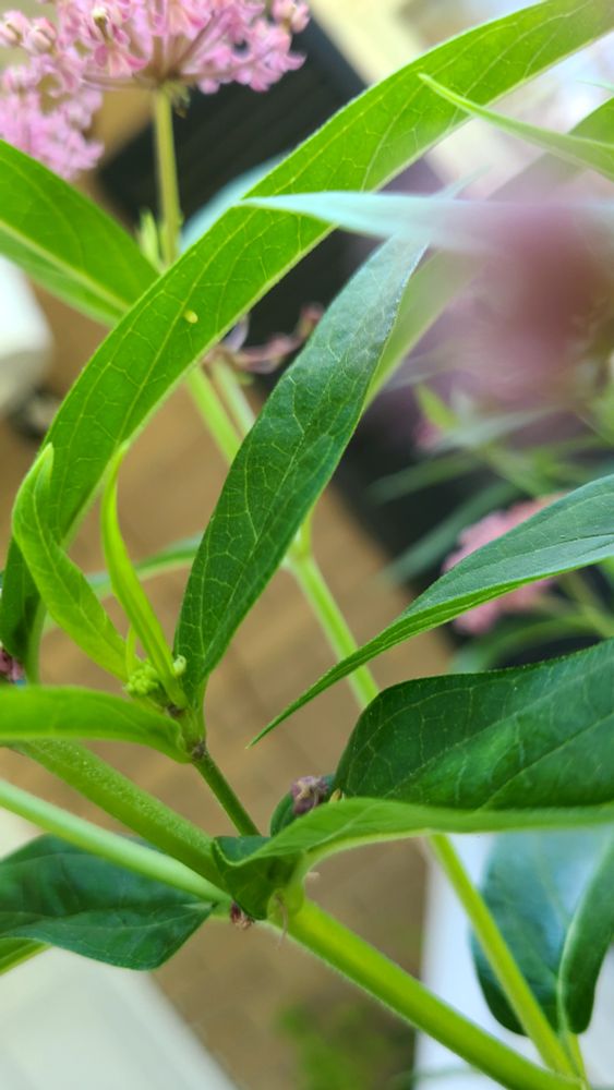 A photo of a monarch butterfly egg on the underside of a milkweed leaf. They're tiny and round, like the size of a small freckle.
