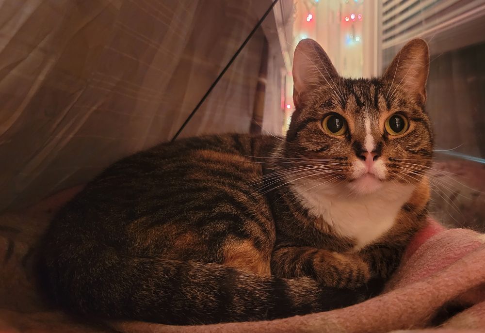A tabico cat curled up in a shelf bed attached to a window. Colored string lights are visible in the background, slightly out of focus, and the points of light are reflected against the wide, dark pupils of the cat's eyes.