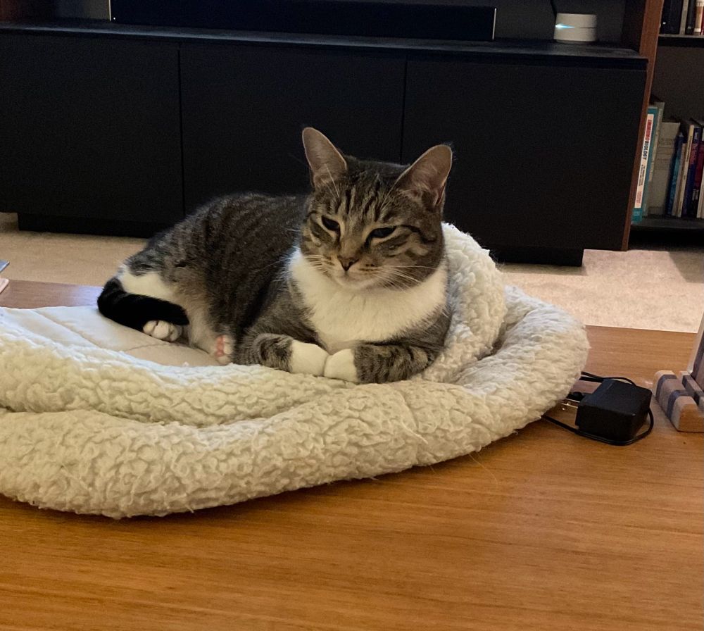 Cat with paws together 