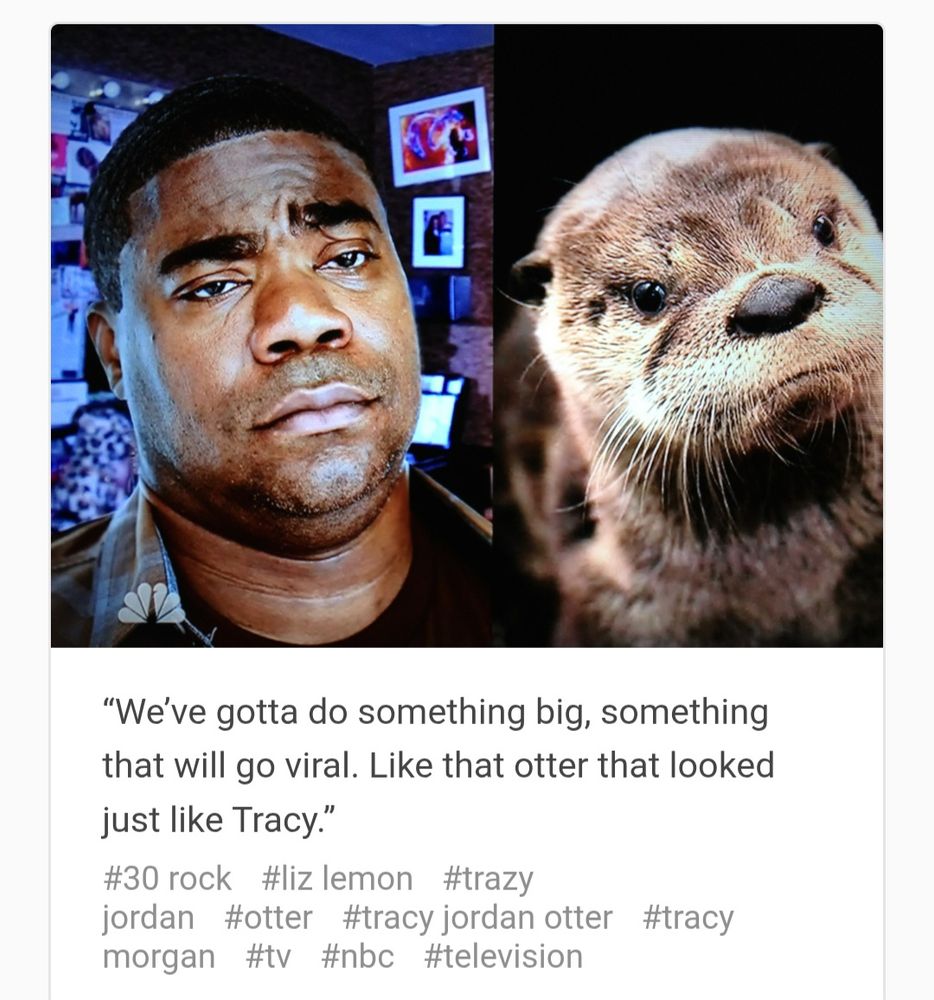 (30 Rock) Tracy Jordan (Tracy Morgan) looks like this particular otter (Her name is "Tilly," btw.)