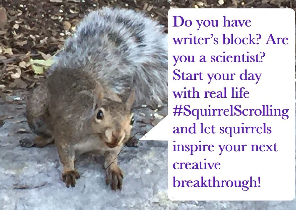 A grey squirrel says: “Do you have writer's block? Are you a scientist? Start your day with real life #SquirrelScrolling and let squirrels inspire your next creative breakthrough!”