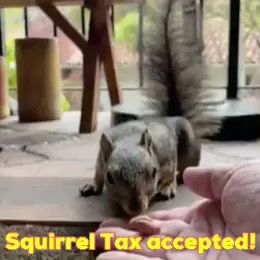 A grey squirrel takes a nut from a human hand. Text in yellow says “Squirrel Tax accepted!”