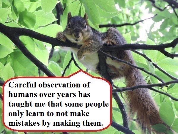 A grey squirrel resting on some branches up in a tree says “Careful observation of humans over years has taught me that some people only learn to not make mistakes by making them.”