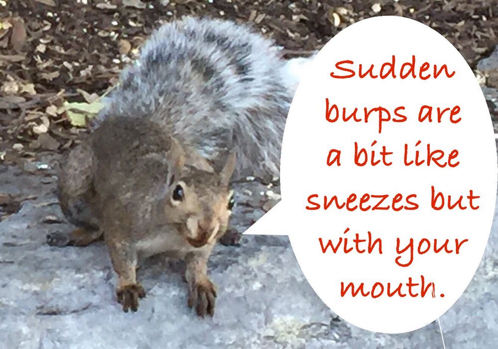 A grey squirrel says “Sudden burps are a bit like sneezes but with your mouth.”