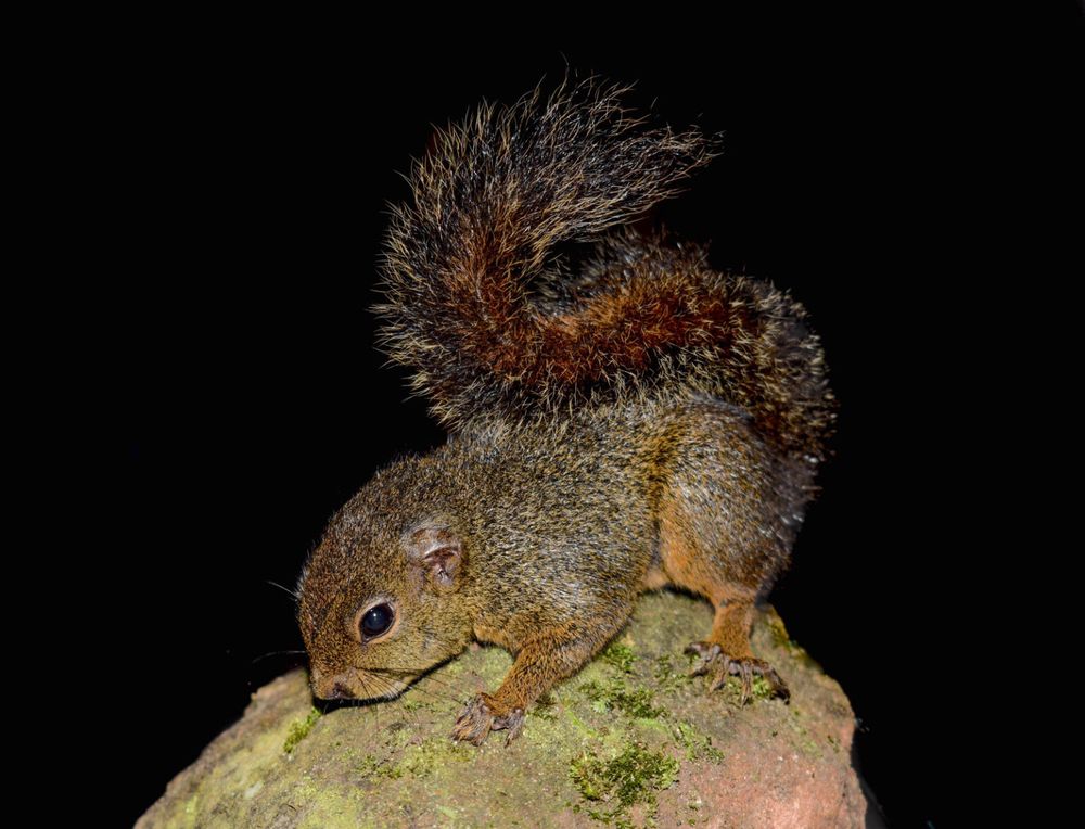 This new to science dwarf squirrel species (Microsciurus sp.) from Peru’s Alto Mayo is a very small and will also belong to a new genus. Photo by Ronal Diaz courtesy of Conservation International.