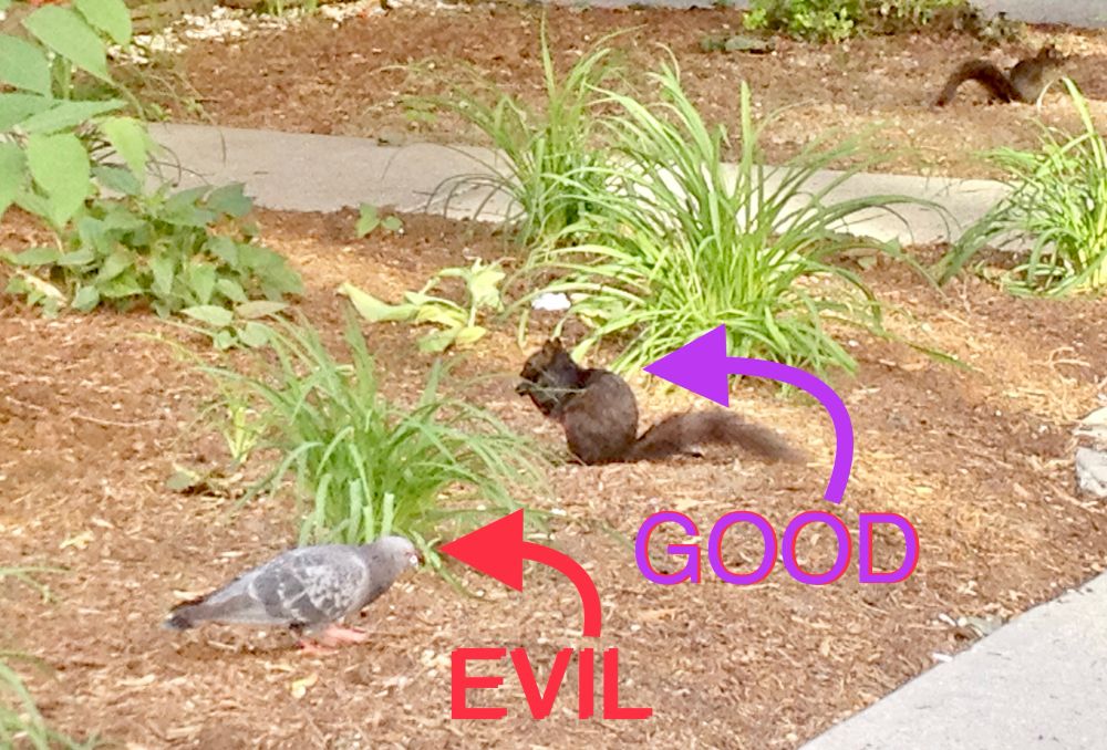 A squirrel and a pigeon are both eating in a yard, not even a metre apart. A purple arrow with “GOOD” below it points to a squirrel, while a red arrow with “EVIL” below it points to a pigeon.