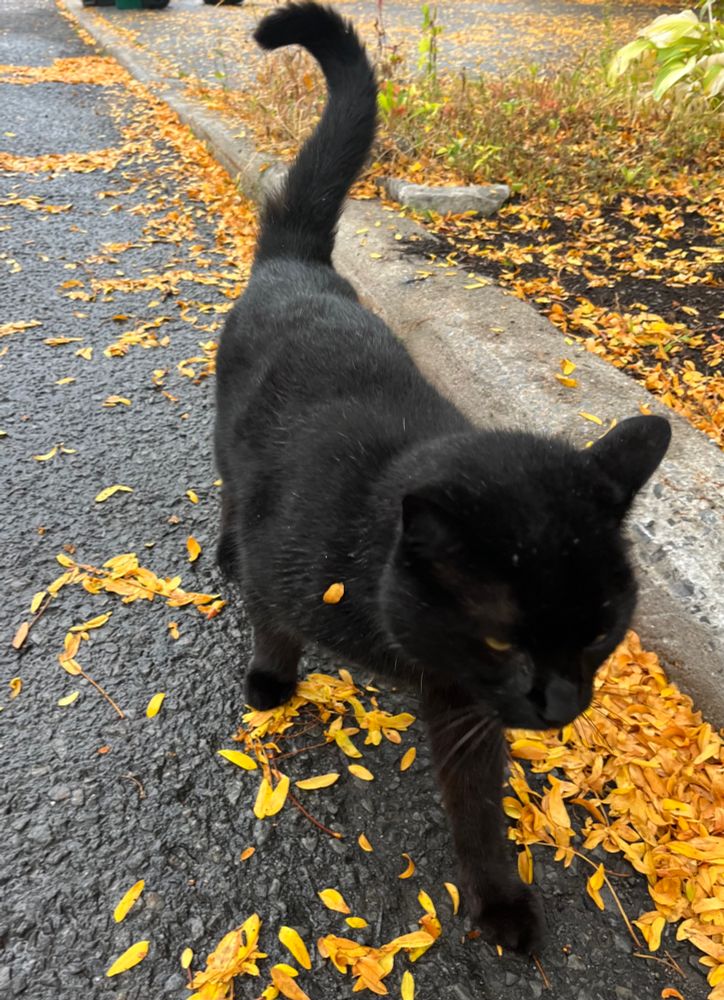 A black cat walk on a wet street beside fallen leaves. The cat looks determined.