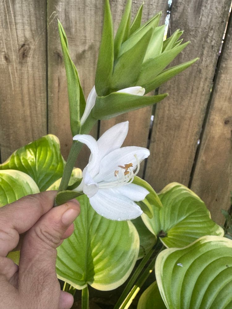 Same flower from side profile. 