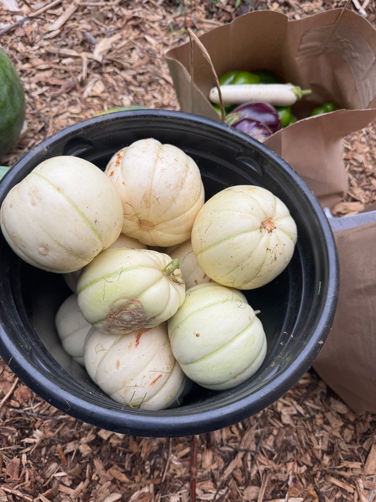White melons that look like little pumpkins in a large black pot. 