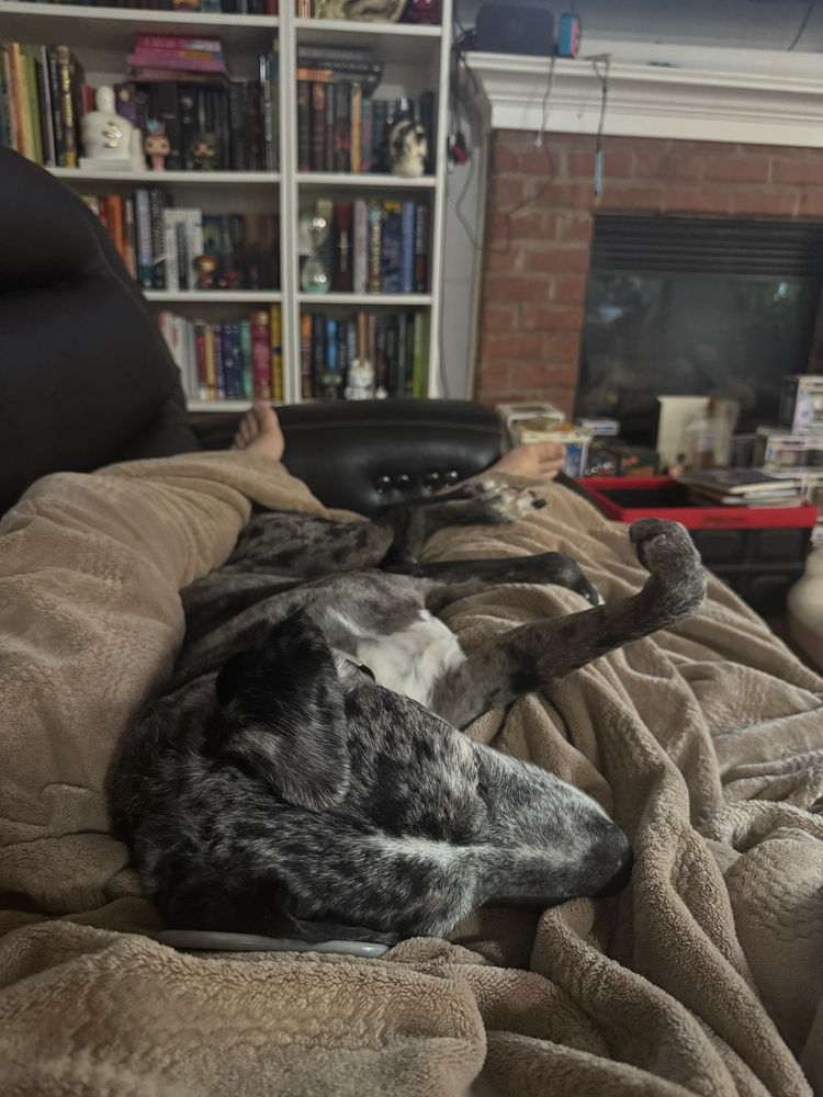 Black white and grey dog asleep between my legs with his legs in the air. 
