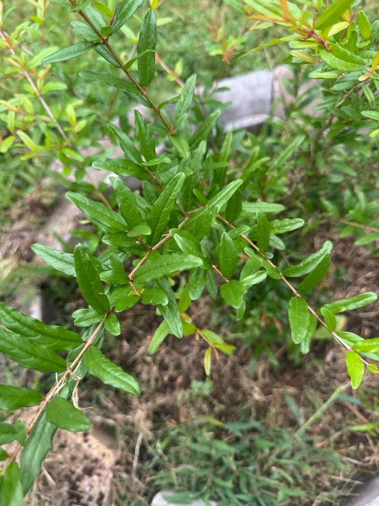 Closeup of the small shiny green leaves of the pomegranate bush. 