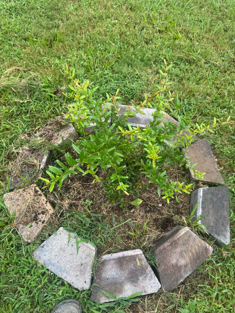 Farther away shot showing the entire little 2’ tall bush with a ring of landscape blocks around it. 