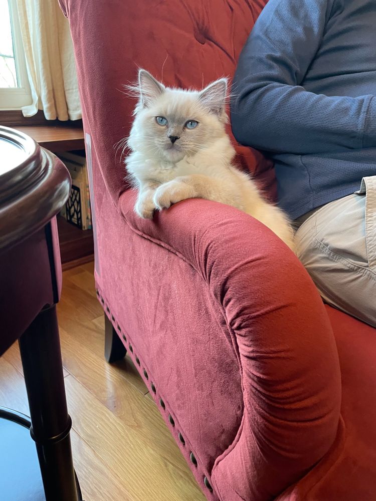 A white kitten with blue eyes sitting up in a chair looking at the camera. 