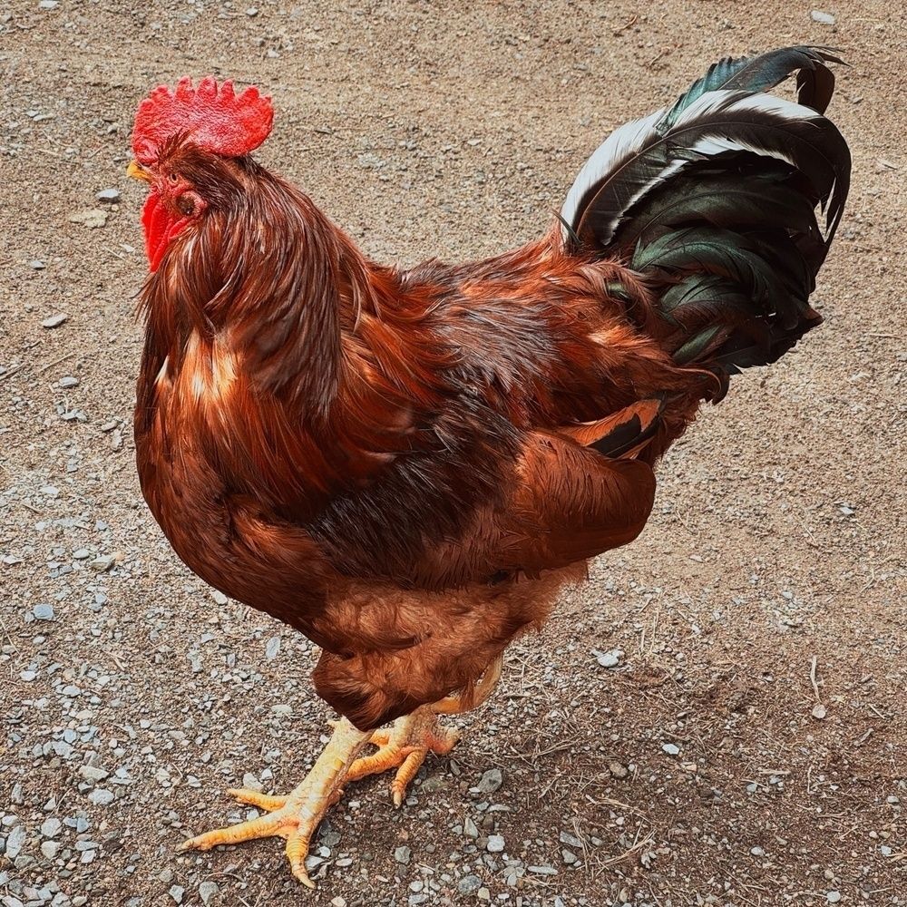 Rooster standing on a gravel driveway.