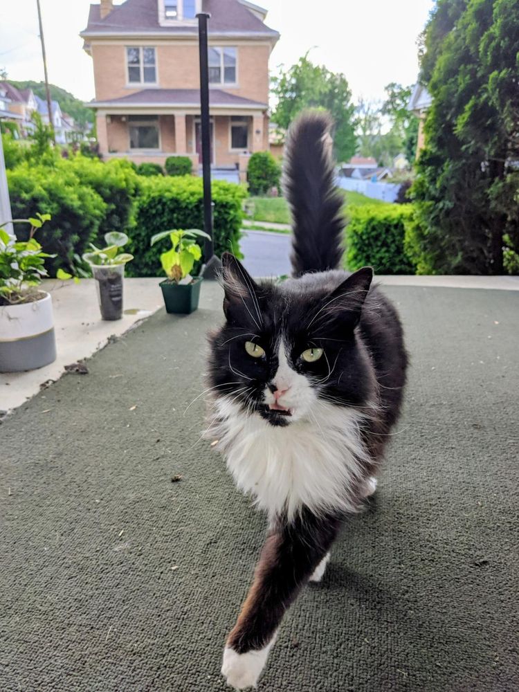 A black and white cat is walking towards the camera with an upright tail, open mouth and a paw in the air as it walks.