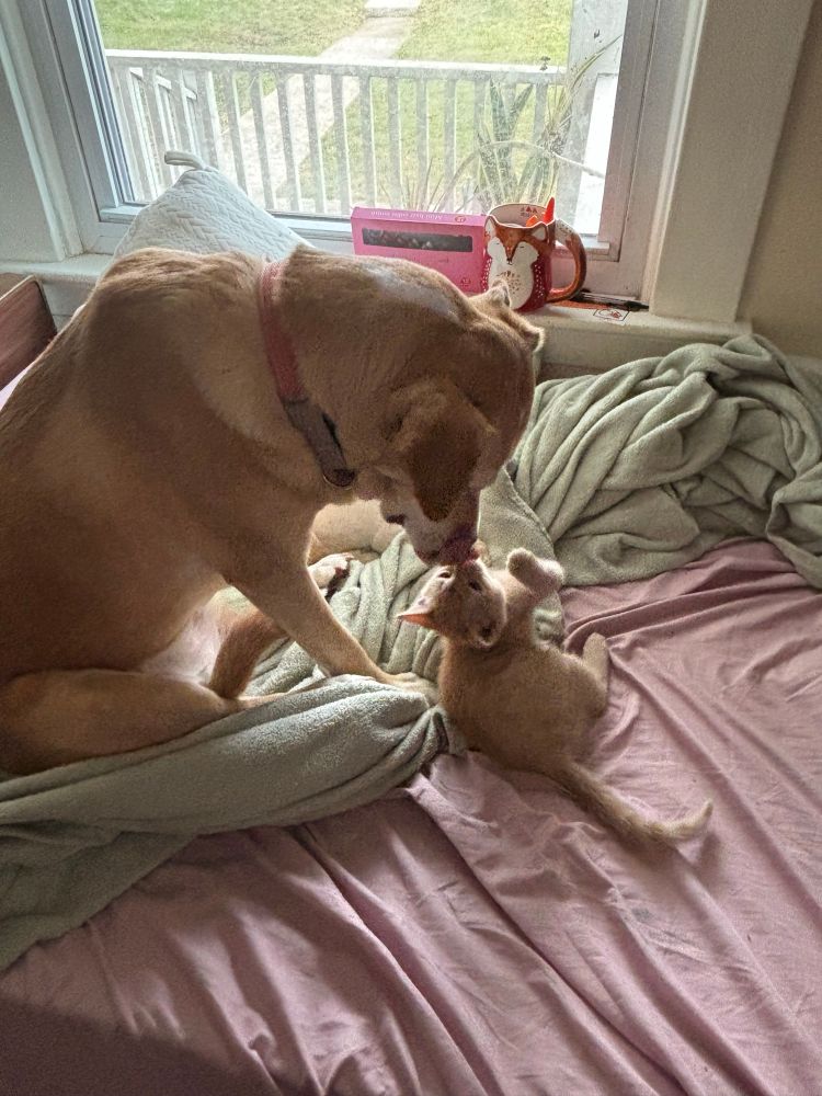 Kacie and Patatas on my bed. They became fast friends and are touching noses. 