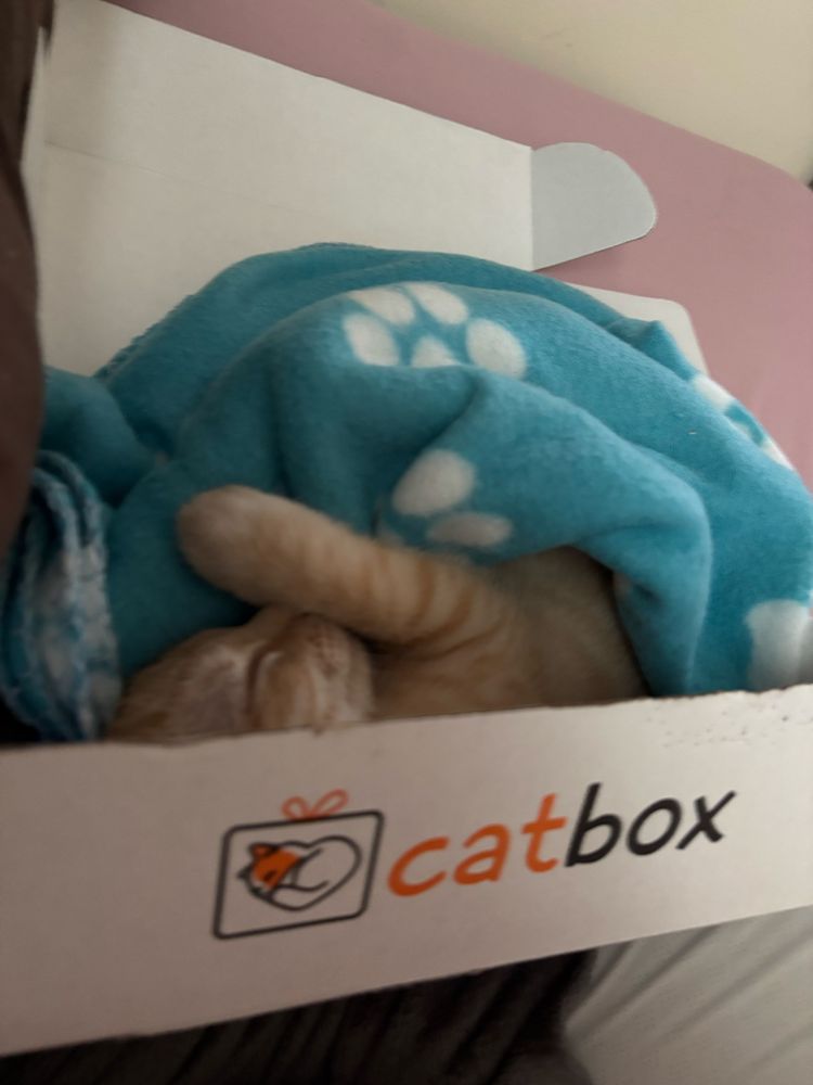 Juju taking a nap in his first CatBox
