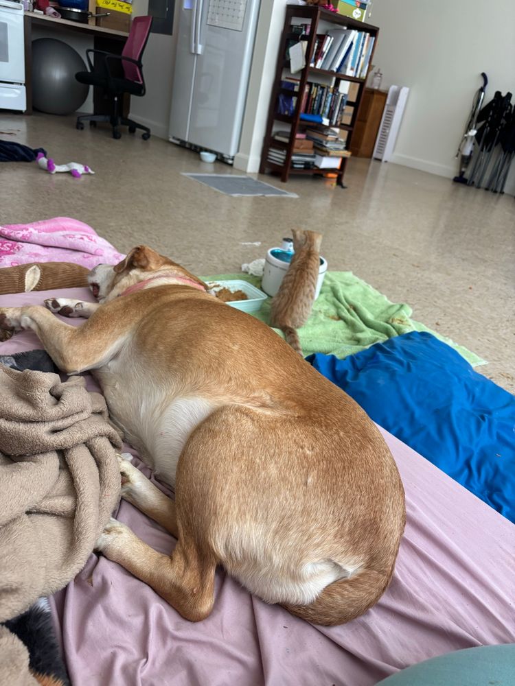 Photo shows Kacie napping on the bed while my little orange kitten Julian Patatas get a drink from the fountain bowl in the background 