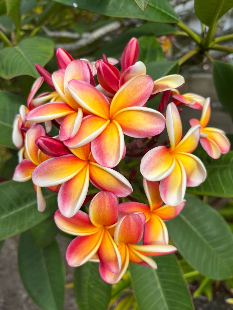 A close-up of a cluster of multicolored plumeria blooms, which are called frangipani in Australia, I believe