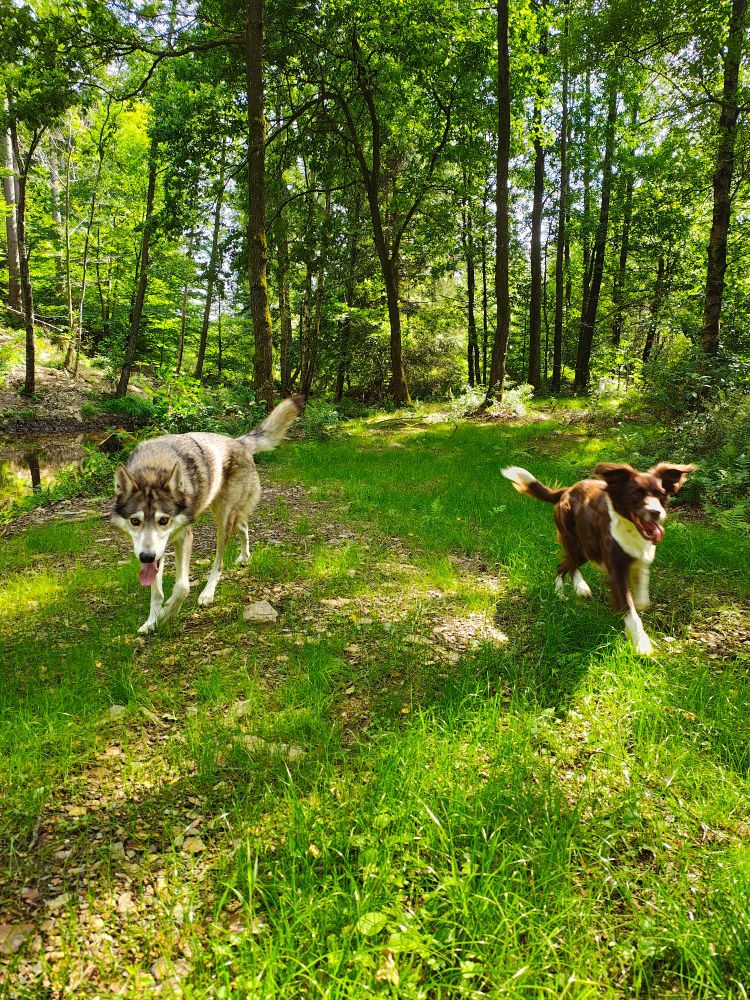 Foto: Wohlhündin Ada und meine Hündin Cara laufen durch den Wald