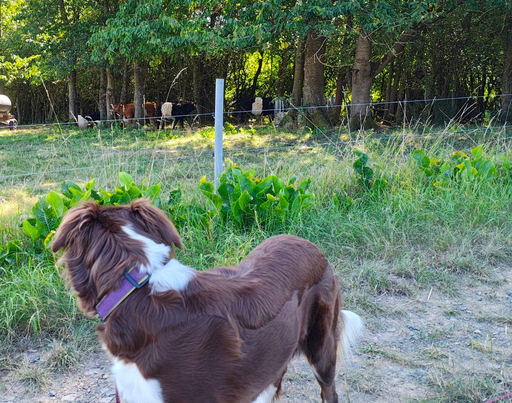 Hündin Cara guckt auf Kühe 