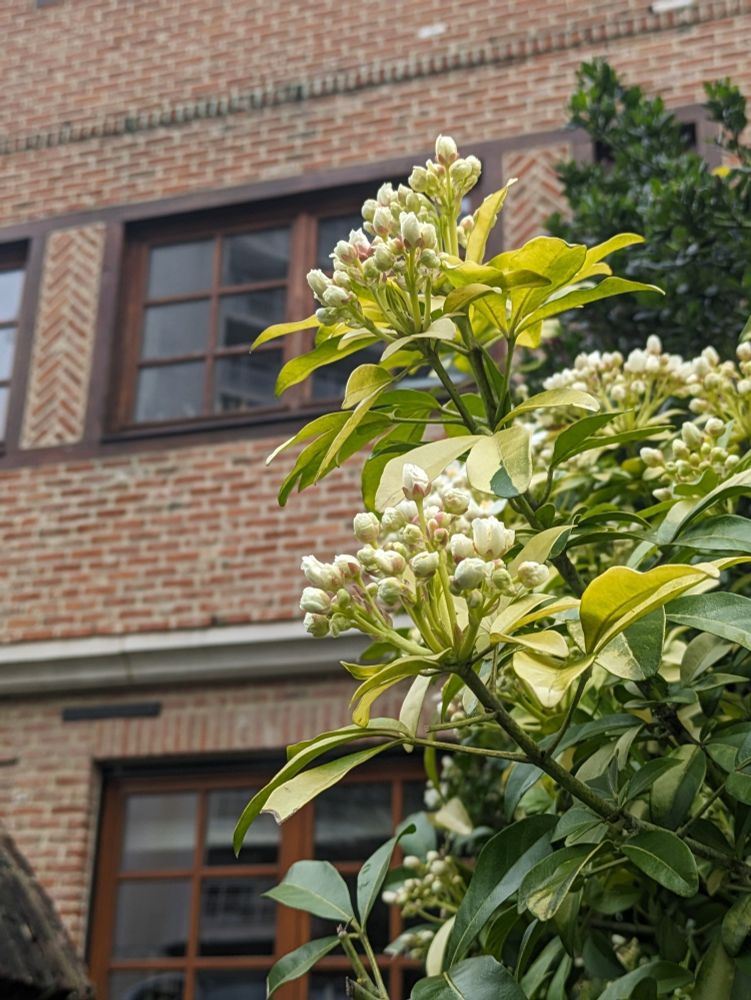 Photo of white flowers