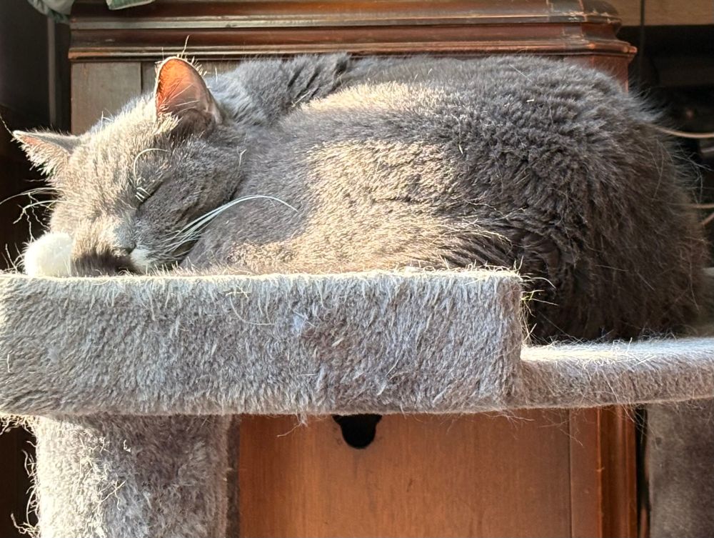 my beautiful cat baby. she’s laying down for a nap in her cat tree. everything is covered in stray hair because I was brushing her right before this. she’s napping in a sun beam! Her tail is up against her face, like she’s cuddling with it.