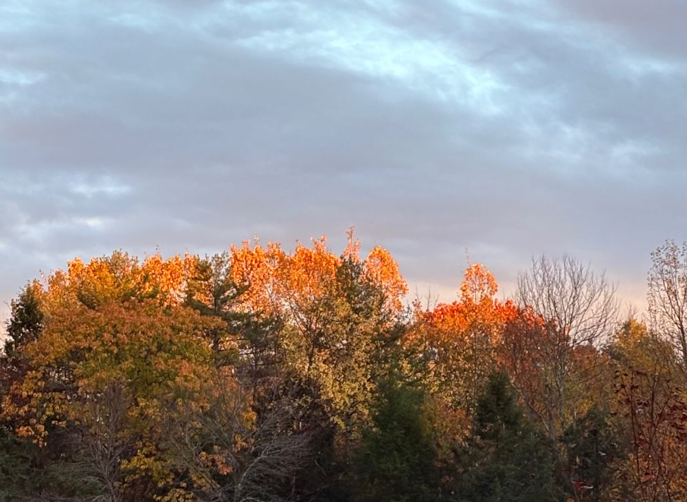 The clouds are gray but the sun is bright! And it lights up the tips of the trees that are changing colors