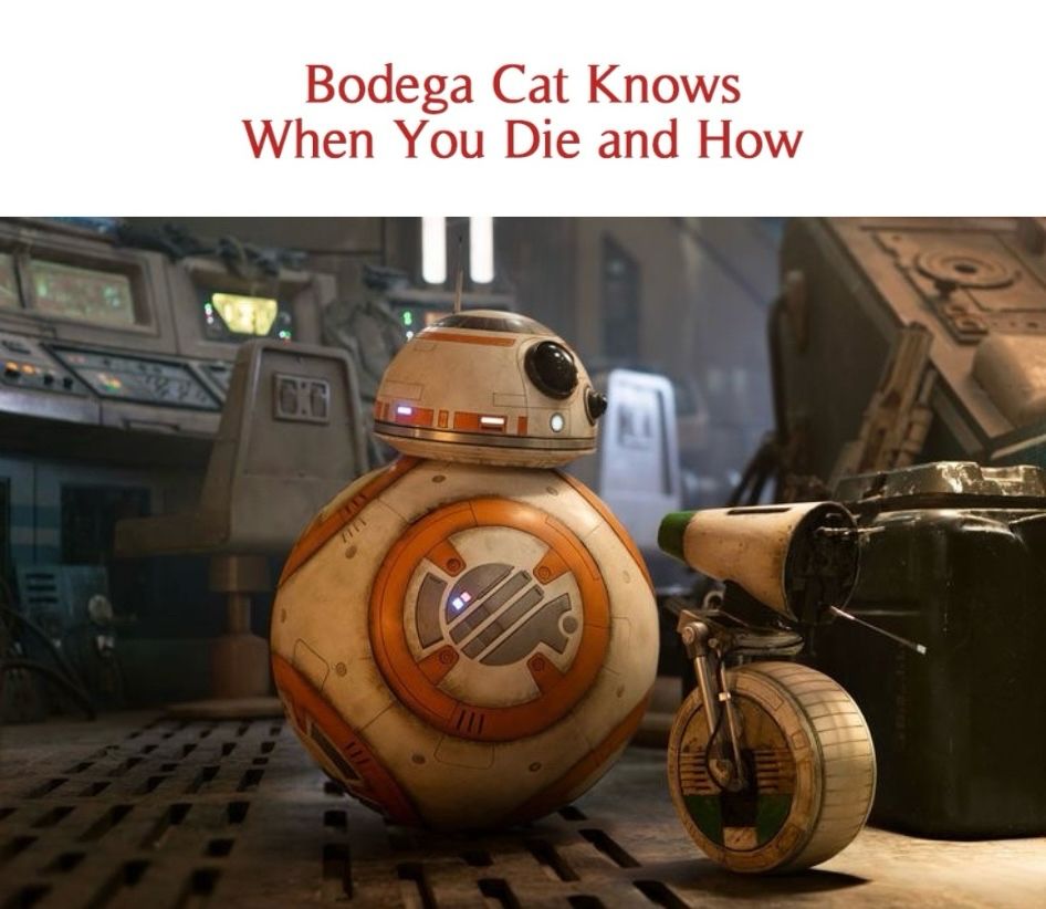 Reductress fake article: Bodega Cat Knows
When You Die and How

and it’s a pic of BB8 from Star Wars 