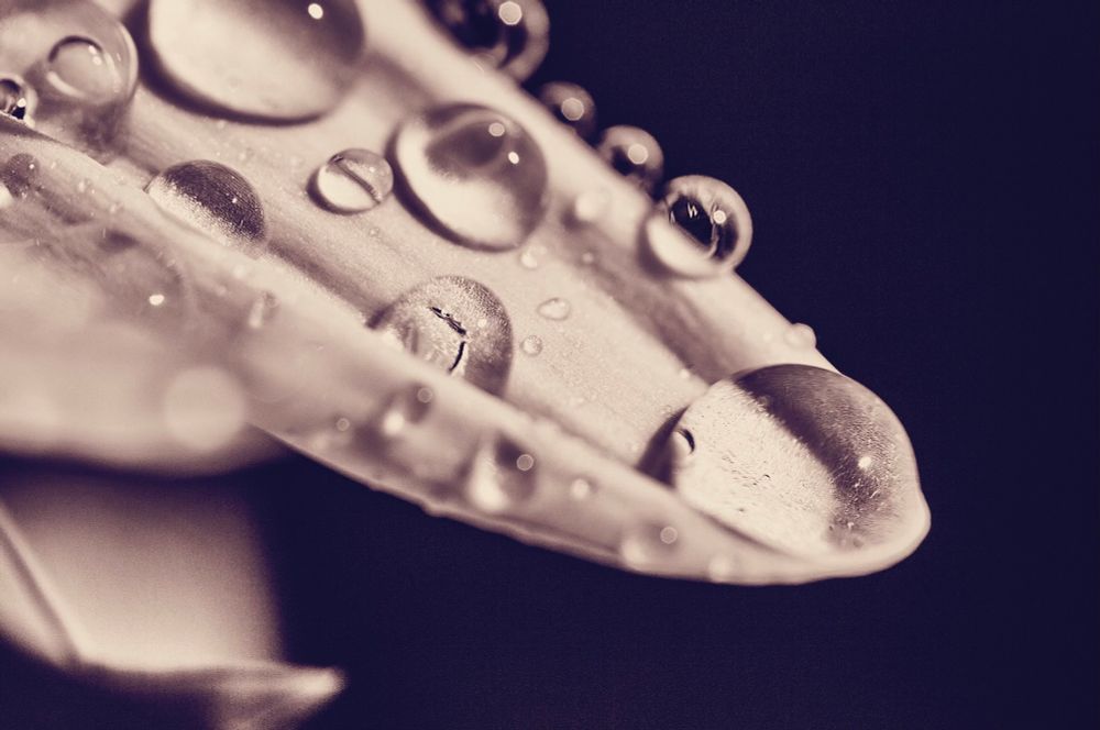Closeup of water droplets on a flower’s petal  