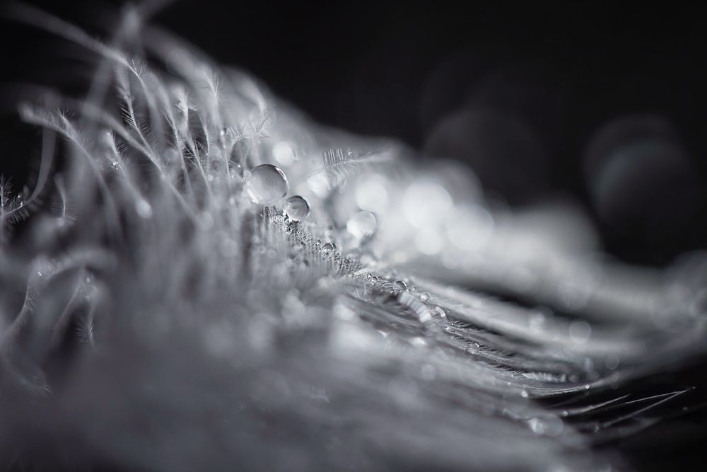 Macro photography shot of water drops on a white feather 