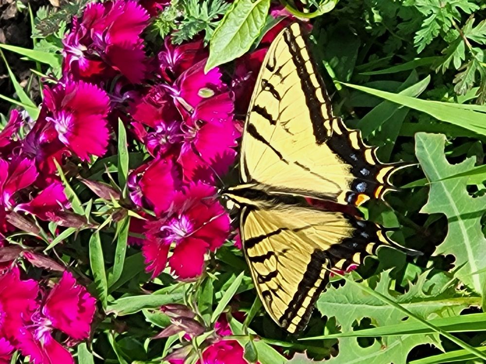 A swallowtail butterfly on a dark pink dianthus flower. 