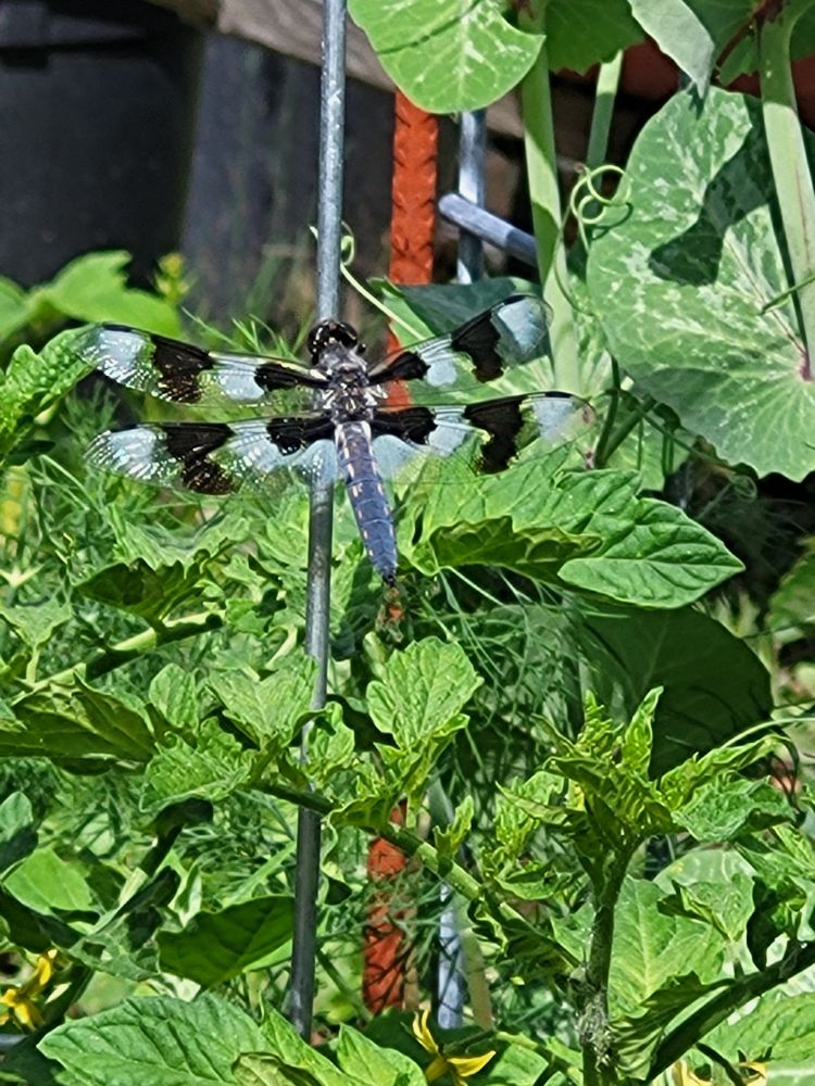 A black and blue skimmer dragon fly rests on a cage around my tomato plant.