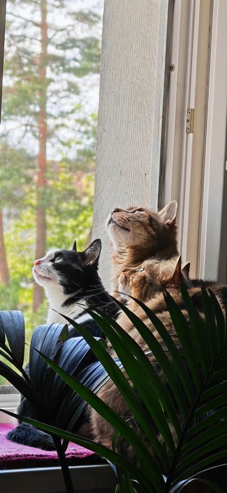 3 Katzen (einmal schwarz/weiß, einmal braun/schwarz mit langem Fell und einmal braun/schwarz mit kurzem Fell) sitzen auf einem Fensterbrett bei offenem Fenster und schauen nach oben und beobachten etwas hochkonzentriert. Im Vordergrund verdecken ein paar Palmblätter die Szene.