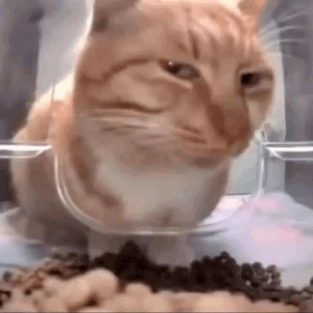 a close up of a cat eating food from a plastic container .