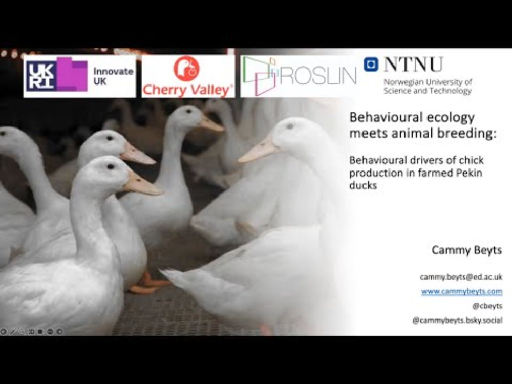 Cammy Beyts: Behavioural ecology meets animal breeding: chick production in farmed Pekin ducks