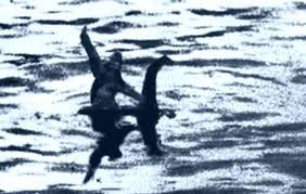 A low-quality black and white "photo" of Bigfoot riding Nessie (the "Surgeon's photo", a famous fake of Nessie sticking her head out of the water)