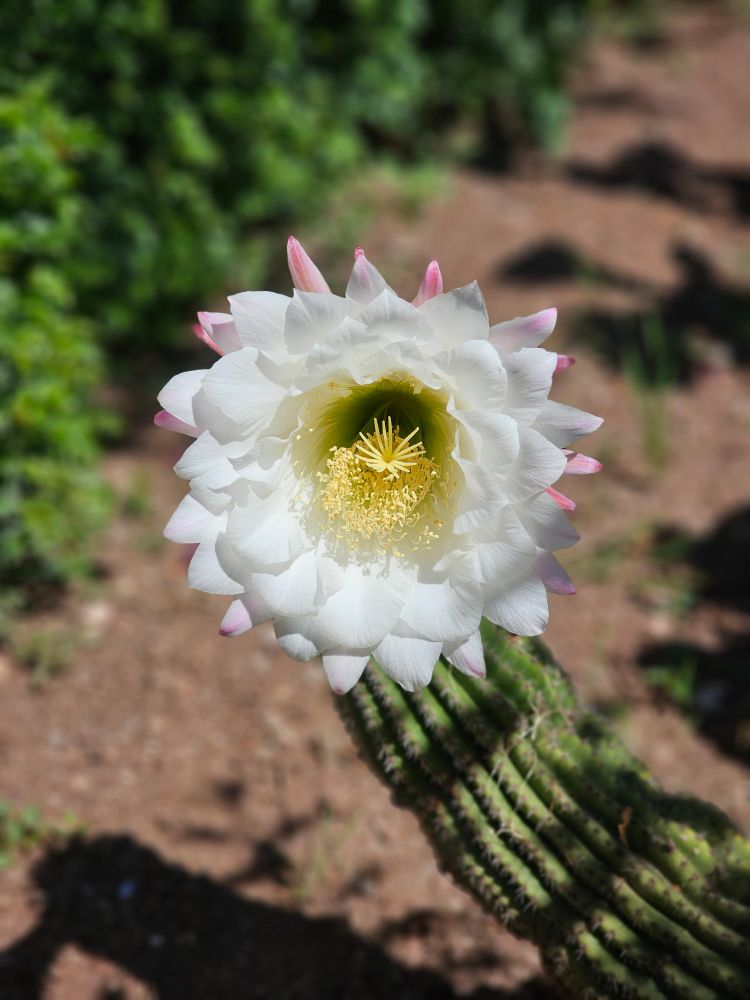 Fiore di cactus che fiorisce un solo giorno all'anno - 2