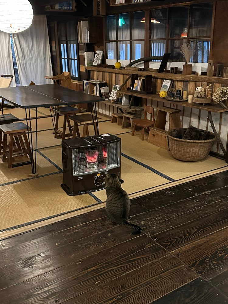 A (beautiful) cat sitting in front of a heater 