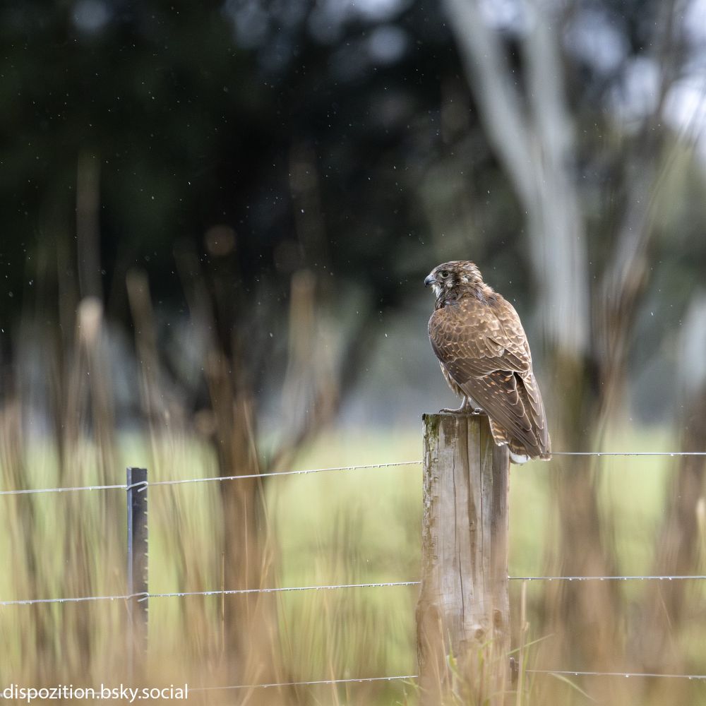 An Australian brown falcon sitting on a wooden fence post, somewhat disheveled from the wet