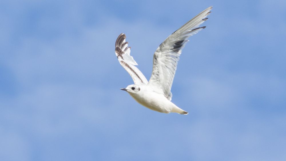 Little Gull in flight