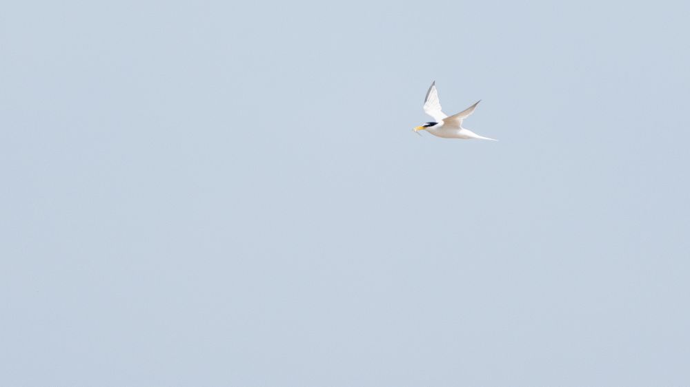 Little Tern in flight carrying a small fish