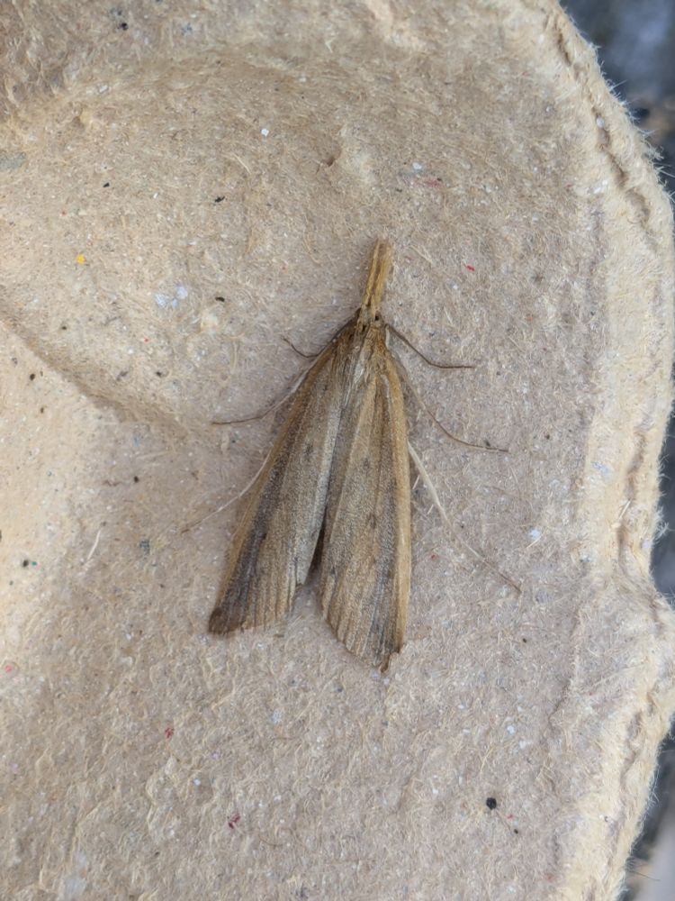 Giant Water-veneer moth