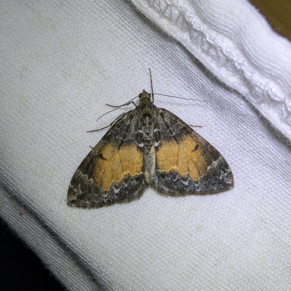 Common Marbled Carpet 