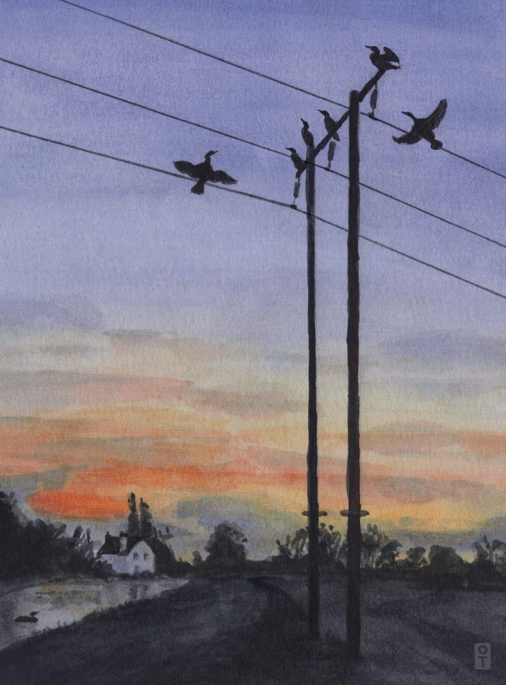 Filling the bottom third is a raised grassy path, with a white house at the end of a bending river. There is a telegraph pole in the foreground, with four Cormorants sitting on top, one flying up, and one drying out its wings. Behind is a purple/orange/yellow sky just after sunset. Painted in watercolours.