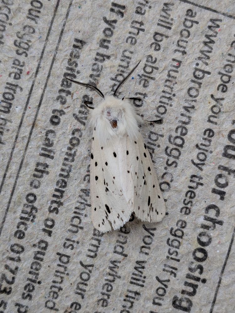 White Ermine moth