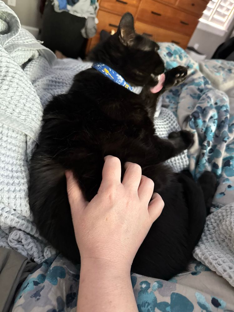 Mr. Binx, a black cat, lays on a bed with rumpled blue blankets, licking his paw as part of his hourly baff routine, and I scratch his furry back leg. 