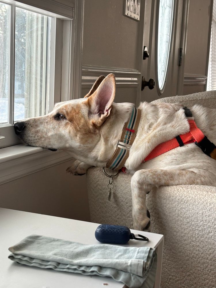 A large white dog with her chin resting on a windowsill.