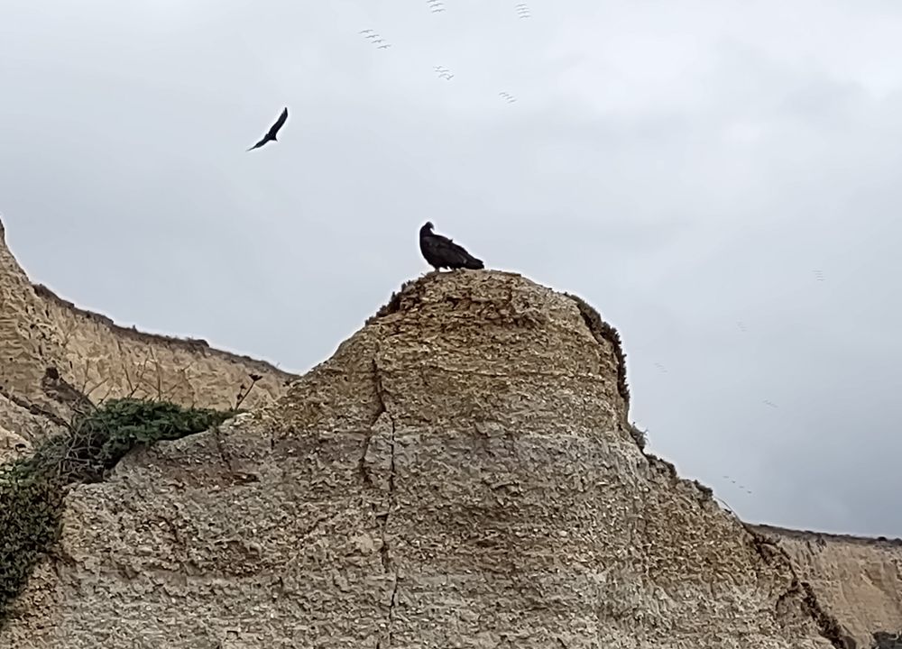 Medium closeup on a rocky peak with a higher cliff behind with some brush on the edges; a vulture is standing in silhouette against nst the grey sky where a crow is flying in the middle distance.
