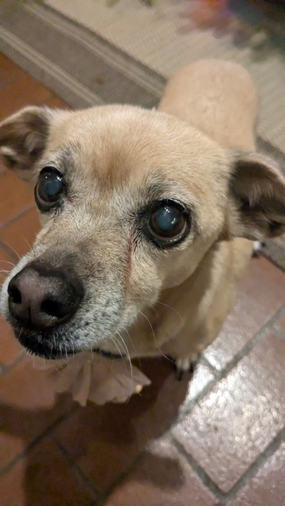A tan dog, Chihuahua-like but somewhat larger, with a greying muzzle and cataracts, stares intently just to the left of the camera.